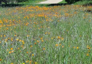 Photo of Fynbos and trees